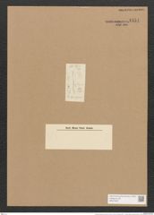 Hantzschia amphioxys Grunow (de-Toni-Nr.: Genus 50, Species 2204 ? ?) Zeichnungen Sammlung Grunow Nr. 4454 (NHMW-BOT-W0372627)